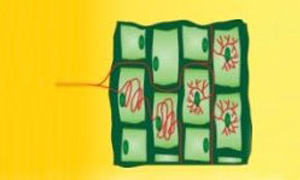 Placeholder Image 2