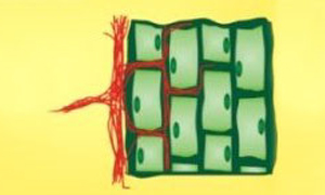 Placeholder Image 3
