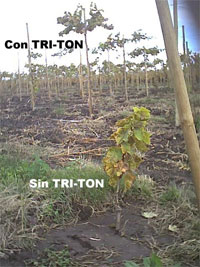 Placeholder Image 4